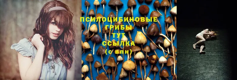 Галлюциногенные грибы Cubensis  дарнет шоп  Вольск 